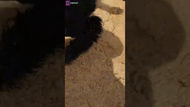 Giant Schnauzer Transformation #Short #Lai