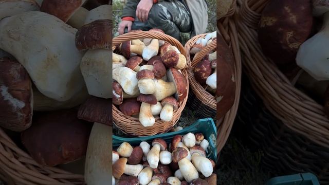 КРАСНАЯ ШАПОЧКА СНОВА ЧИСТИТ ЛЕС! ВОЛКОВ ТУТ БОЛЬШЕ НЕТ! смотреть онлайн