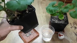 Пеларгония, герань. Обрезка, удобрения, подкормка ?. Азот, кальций. Как, зачем и чем.