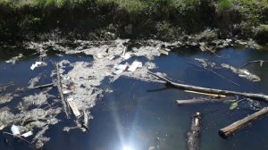 Где взять живую дафнию?