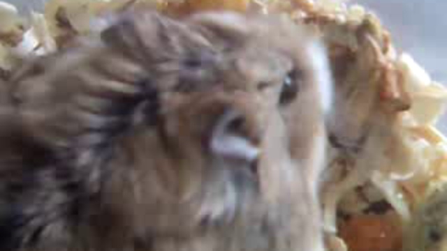 Мышка песчанка -- часть 2