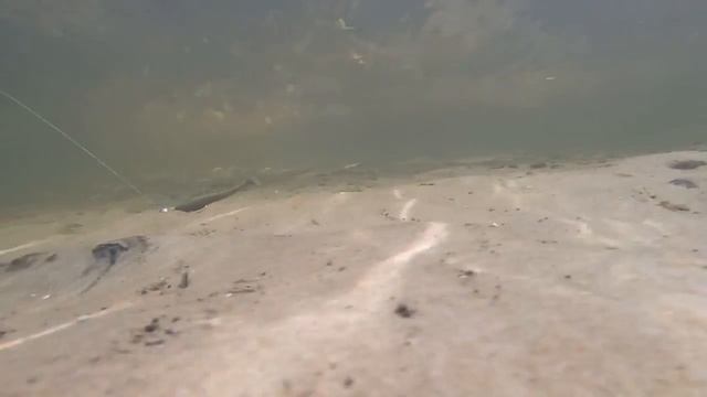 LUCKY JOHN Tioga.  Подводная сьемка. Обзор силиконовой приманки.