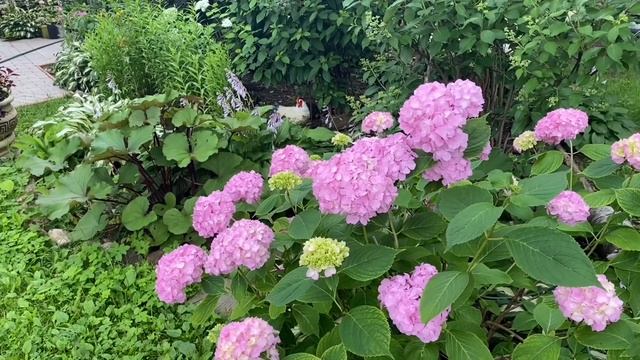 Любимые хобби на даче / хобби приносящие радость удовольствие и деньги смотреть онлайн