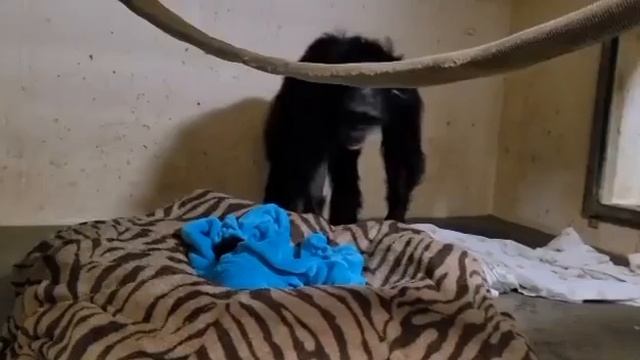 В Канзасе работники зоопарка засняли очень трогательный момент смотреть онлайн