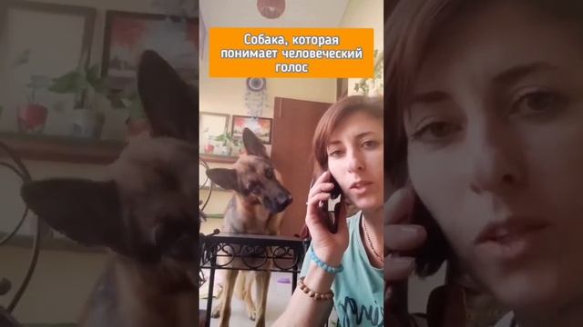 Умный пёс, понимающий человеческую речь смотреть онлайн