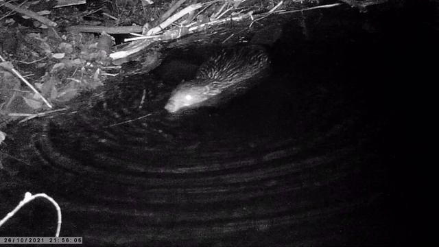 Во сколько выходит бобер? смотреть онлайн