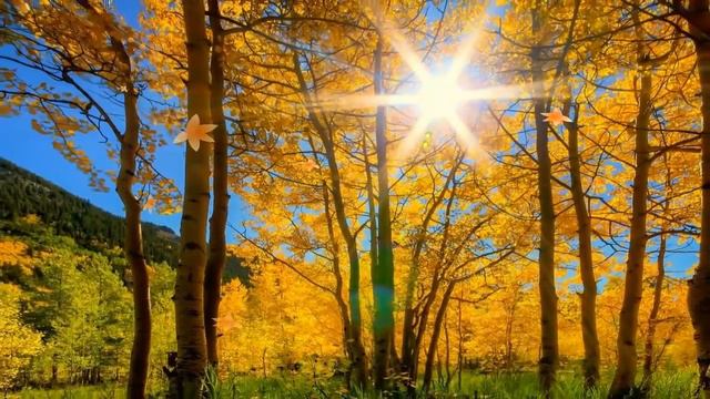 🍂 Golden forest glow 🍂 смотреть онлайн