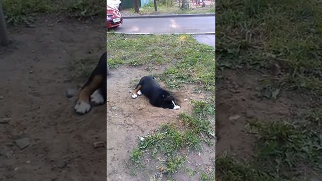 Детство большого швейцарского зенненхунда смотреть онлайн