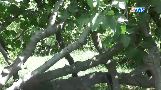 Sayyoxlarga mezbonlik qilayotgan anjirzor смотреть онлайн