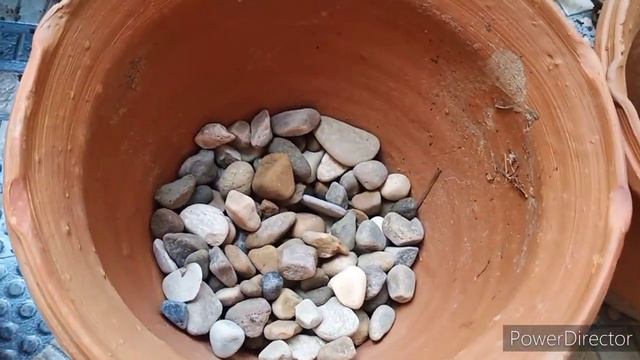 How to repot adenium plant in monsoon , it'soil mix / adenium soil mix and repoting смотреть онлайн