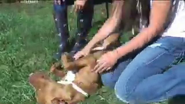 Happy Tails: Almost Home Animal Rescue League смотреть онлайн