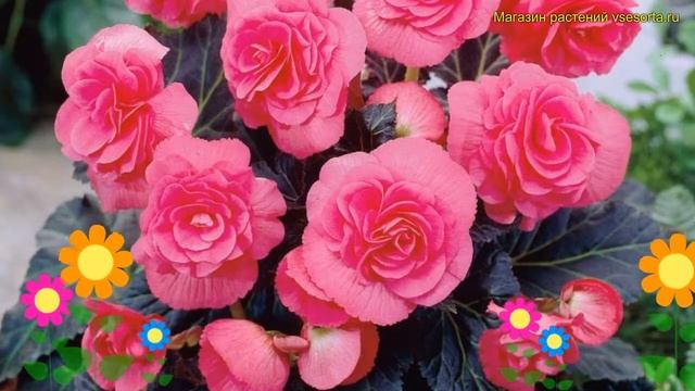 Бегония клубневая Дабл Пинк. Краткий обзор, описание характеристик begonia Double Pink смотреть онлайн