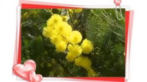 Кружит голову мимоза