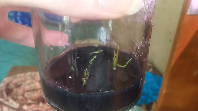 Посев семян катасетума (орхидея морковка) в домашних условиях. Легко? Трудно! Но интересно! смотреть онлайн