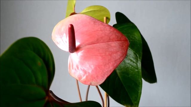 Anthurium Flamingo Pink