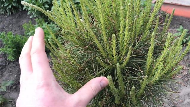 ШАРОВИДНАЯ СОСНА СВОИМИ РУКАМИ. 1 Год Спустя. ФОРМИРУЕМ КРОНУ СОСНЫ смотреть онлайн