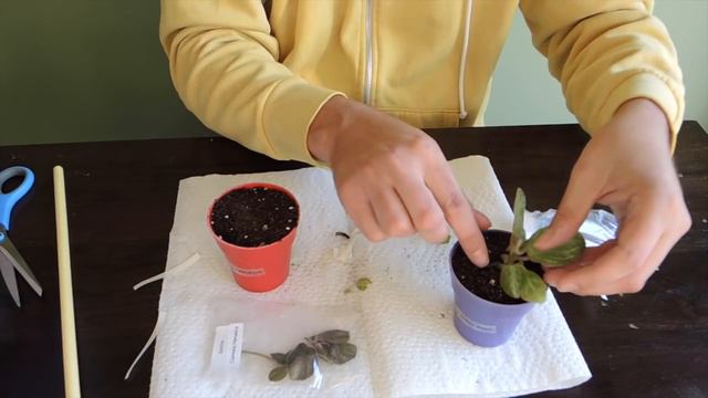 Planting Episcia Cuttings