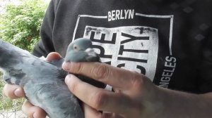 Как вылечить Голубя за 1 минуту? ЗАБОЙ! Болезнь бойных голубей