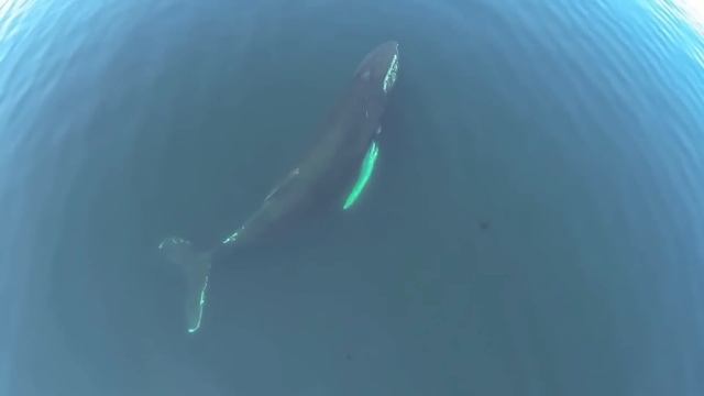 Животные Спасают Друг Друга! Невероятные Случаи Взаимопомощи Между Животными смотреть онлайн