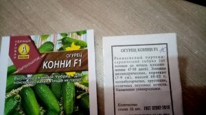 Огурцы « КОННИ F1».  Мои ЛЮБИМЫЕ СОРТА. 25.2019г.