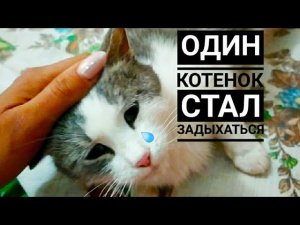 Как проходили РОДЫ ПОДОБРАННОЙ кошки . Подобрала бездомную кошку.