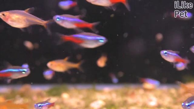 Аквариумная рыбка неон. Особенности. Уход.