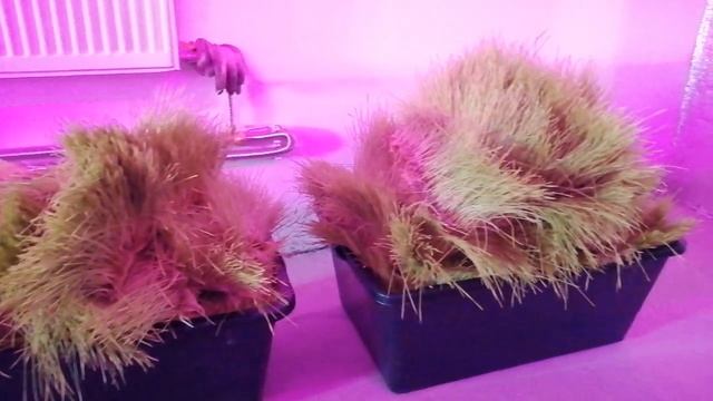 кормим овец выросшей травой. смотреть онлайн