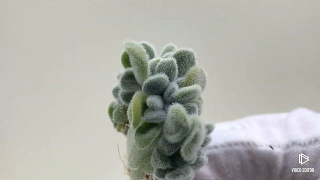 Echeveria Pulvinata Frosty Crested смотреть онлайн
