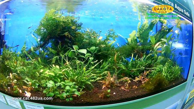Красивые аквариумные рыбки, 3 смотреть онлайн