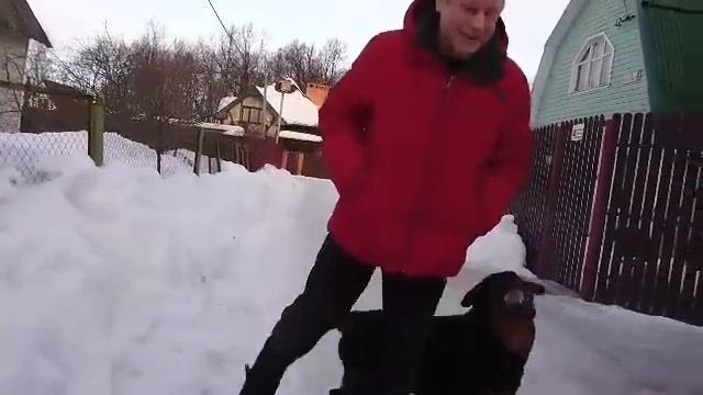 ДОБРОЕ УТРО ОТ РОТИКА И КОТИКА 24.02.2017.воспитание и дрессировка собак смотреть онлайн
