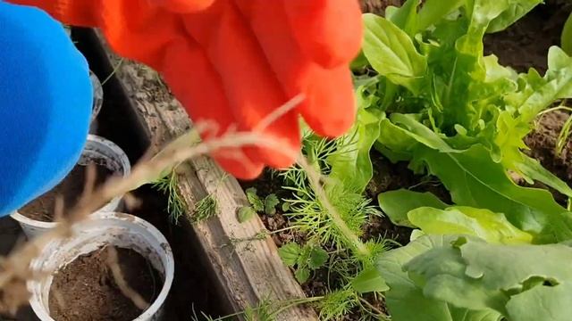 Секреты ? редиски и зелени ? смотреть онлайн