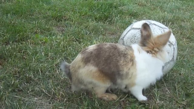 Królik gra w piłkę смотреть онлайн