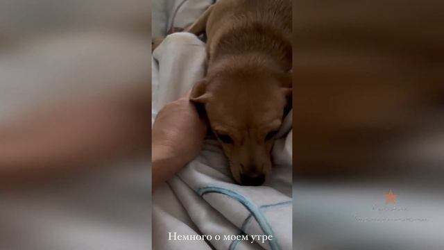 Утро Ольги Орловой с собаками смотреть онлайн