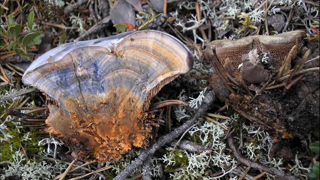 Hydnellum caeruleum смотреть онлайн