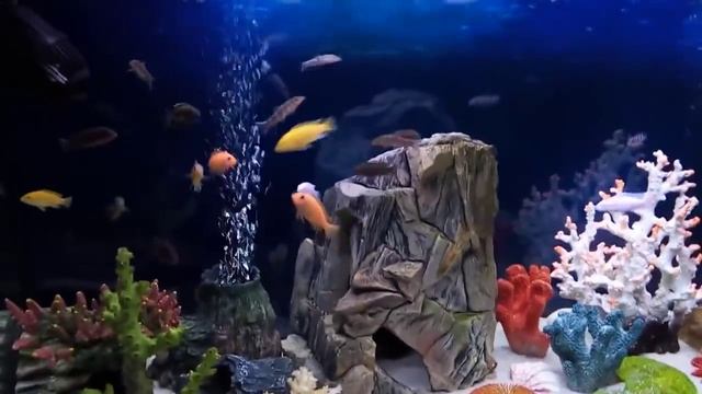 АКВАРИУМ НА 300 ЛИТРОВ (участник конкурса) смотреть онлайн