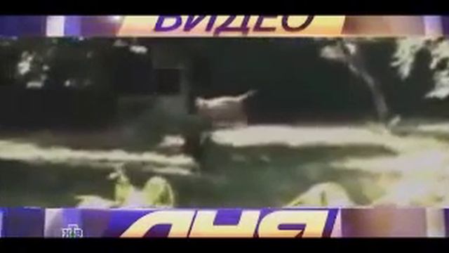 Тигр растерзал мальчика у всех на глазах! ШОК 2016 Смотреть всем смотреть онлайн