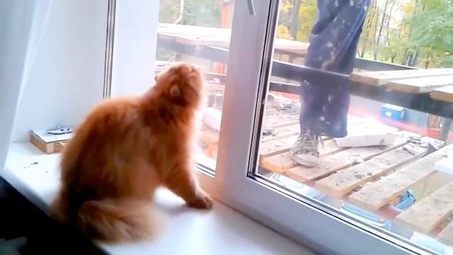Кот - защитник дома смотреть онлайн
