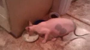 Кот говорит РЕАЛЬНО "Нормально" и другие слова😆🐈