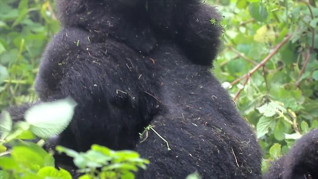 The Mountain Gorillas Of Rwanda, Africa: Video