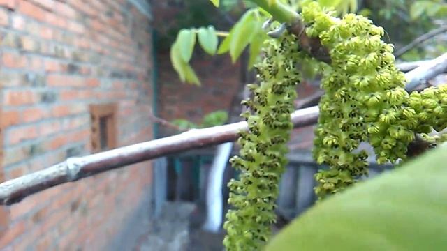 Дерево грецкого ореха,процесс самоопыления смотреть онлайн