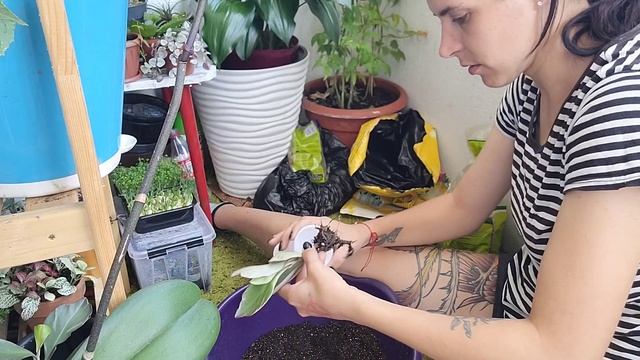 Пересадка Пеперомии 