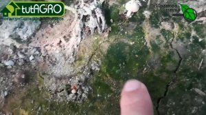 Что означает ЗЕЛЁНЫЙ НАЛЁТ на почве в огороде и теплице. Часть 1. Водоросли. Причины и опасности.