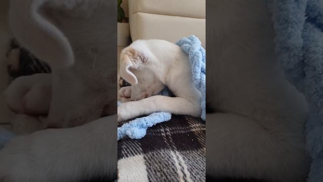 Маленькая Луночка смотреть онлайн