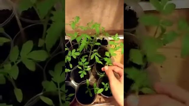 Томаты Катя и сахарная Катя. смотреть онлайн