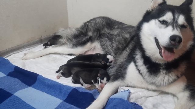 КАК НАЗВАТЬ щенков хаски? Самая замечательная МАМА ХАСКИ