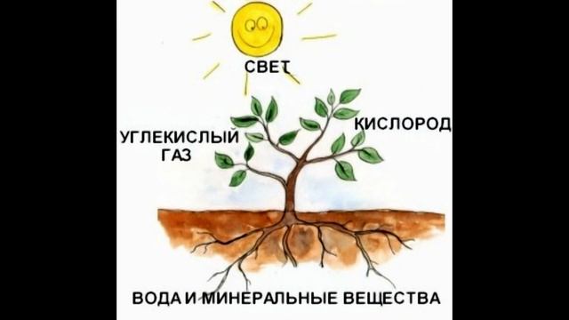 Почему растения зелёные? Фотосинтез. Воздушное питание растений. смотреть онлайн