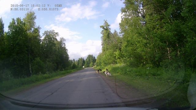 Отпугиватель собак ультразвуковой. смотреть онлайн