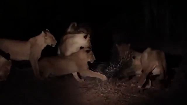 The Porcupine Approached This Lion, But What Happened Was Unexpected | 1001 Animals смотреть онлайн
