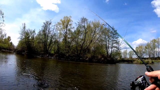 ЛОВЛЯ БЕЛОГО ХИЩНИКА В МАЕ НА СПИННИНГ. #Язь #Голавль #Спиннинг смотреть онлайн