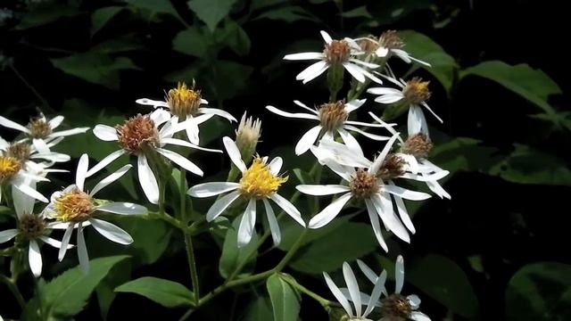 Fujifilm FinePix HS10.mp4 смотреть онлайн